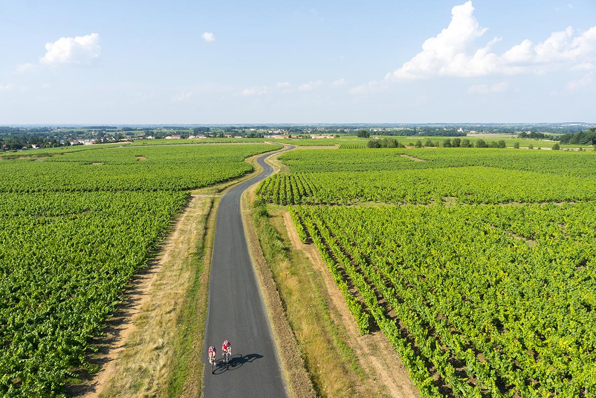 Le vignoble de Clisson