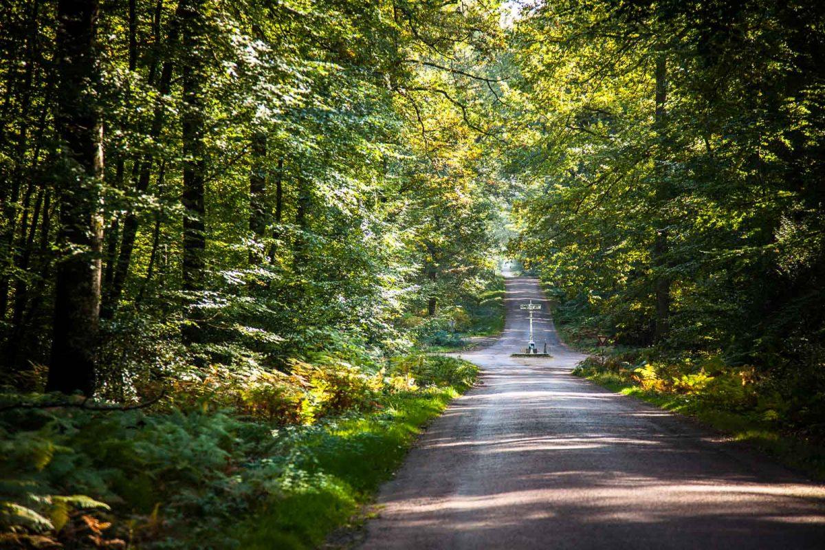 Forêt de Bercé