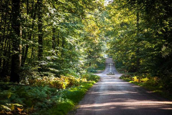 Forêt de Bercé